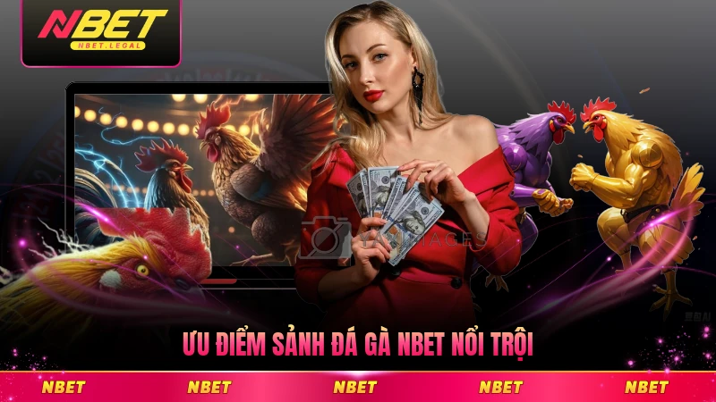 Ưu điểm sảnh đá gà NBET nổi trội đáng trải nghiệm